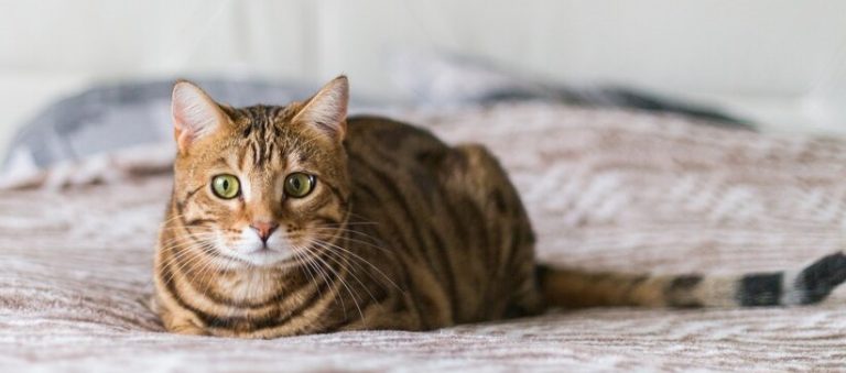 alarma gatos